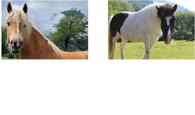 Vaya Geb.: 25.04.2016 Unser „Sturm“ in der tierischen Familie.  Vaya ist seit 2021 ein Teil des Knallerhofteams. Sie braucht einen erfahrenen und ruhigen Reiter/-in der ihr Sicherheit gibt.   Sally Geb.: 01.01.1998 Unser „Oldie“ in der Runde.  Um erste Erfahrungen mit dem Lebewesen „Pferd“ zu machen - ist Sie dafür der Profi. Klein aber doch eine ganz Große! Gutmütig und verschmust wartet Sie auf unsere kleinen Reiter/ -innen.