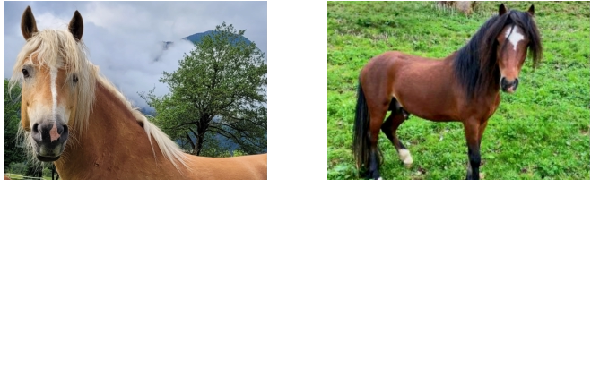 Vaya Geb.: 25.04.2016 Unser „Sturm“ in der tierischen Familie.  Vaya ist seit 2021 ein Teil des Knallerhofteams. Sie braucht einen erfahrenen und ruhigen Reiter/-in der ihr Sicherheit gibt und sie beruhigt wenn sie nervös wird.   Smoky Geb: 05.05.2022 Unser „cool Boy“ in der Runde. Smoky ist unser wirklich cleveres Welsh-A-Pony. Lernt sehr schnell und ist zwischen seinen großen Freunden total relaxed. Stteicheln, putzen und erste Erfahrungen mit Pferden sammeln - unser freundlicher Kerl erobert sicher jedes Herz im Sturm…